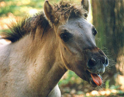 Konik2