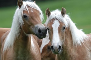 Foto_Haflinger_3_02[1]